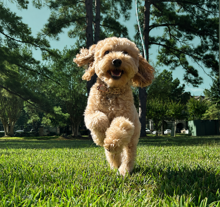 Happy curly-coated dog running outside